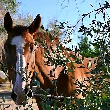 Masseria L'uliveto